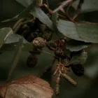 pexels.com foto af Nathan J Hilton: Forveddede grene september