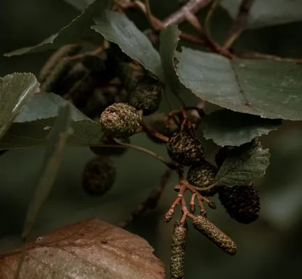 pexels.com foto af Nathan J Hilton: Forveddede grene september