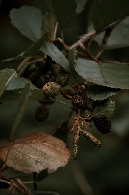 pexels.com foto af Nathan J Hilton: Forveddede grene september