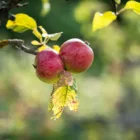 pexels.com foto af Damir K: Kølige æbler september