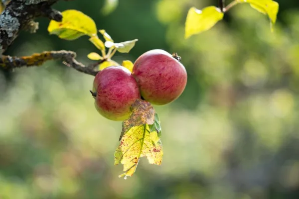 pexels.com foto af Damir K: Kølige æbler september