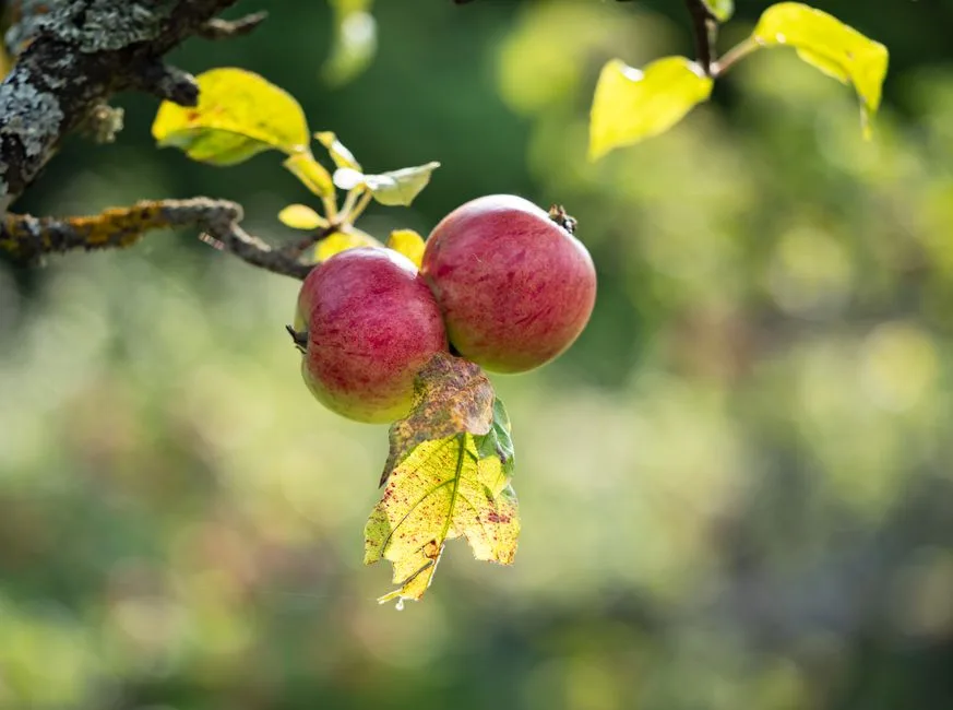 pexels.com foto af Damir K: Kølige æbler september