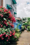 pexels.com foto af billow926: Sjælden dæmonblomst Thailand
