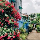 pexels.com foto af billow926: Sjælden dæmonblomst Thailand