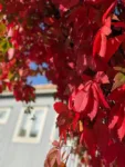 pexels.com foto af Efrem Efre: Røde efterårsblade træ