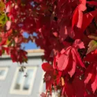 pexels.com foto af Efrem Efre: Røde efterårsblade træ