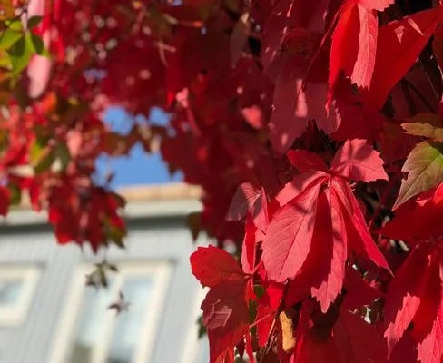 pexels.com foto af Efrem Efre: Røde efterårsblade træ