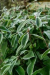 pexels.com foto af Anne-Ling Kikkert: Frostbeskyttet krukkeplante i have