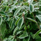 pexels.com foto af Anne-Ling Kikkert: Frostbeskyttet krukkeplante i have