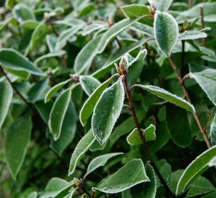pexels.com foto af Anne-Ling Kikkert: Frostbeskyttet krukkeplante i have