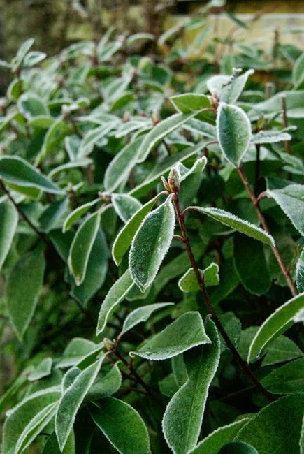 pexels.com foto af Anne-Ling Kikkert: Frostbeskyttet krukkeplante i have