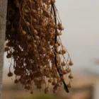 pexels.com foto af Cafer SEVİNÇ: Tørre mumiefrugter frugttræ