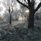 pexels.com foto af Svitlana Bazhiv: Træer frost sukker