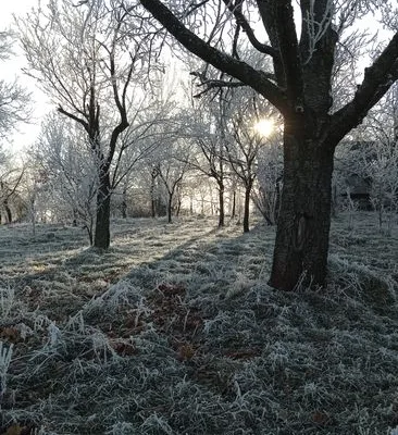 pexels.com foto af Svitlana Bazhiv: Træer frost sukker