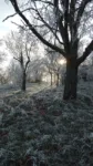 pexels.com foto af Svitlana Bazhiv: Træer frost sukker
