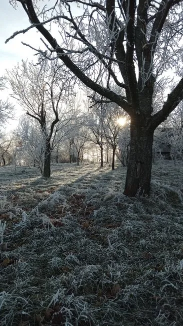 pexels.com foto af Svitlana Bazhiv: Træer frost sukker