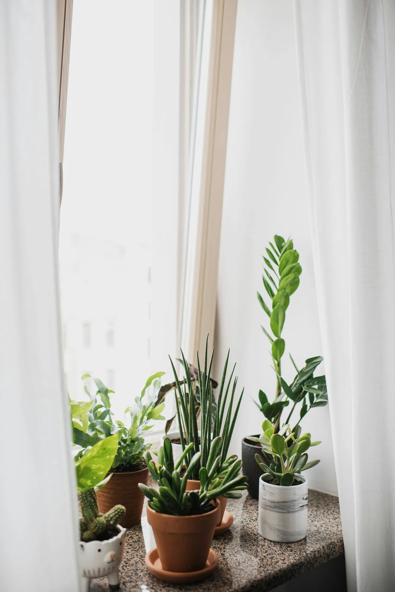 pexels.com foto af Ksenia Chernaya: stueplanter