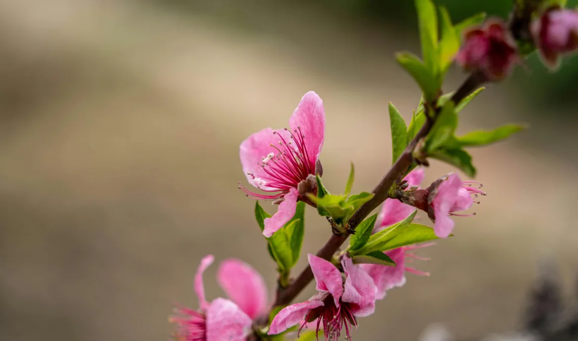 pexels.com foto af 常州市, 江苏省, 中国: fersken blomster