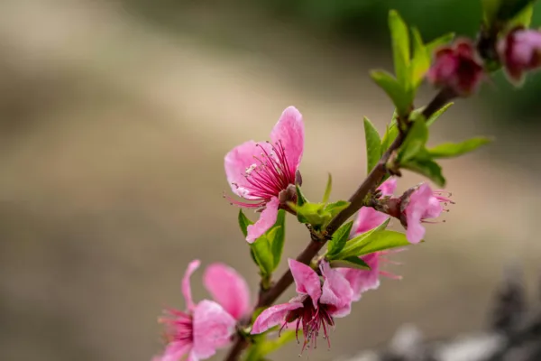 pexels.com foto af 常州市, 江苏省, 中国: fersken blomster