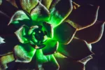 pexels.com foto af Chris F: fluorescerende planter