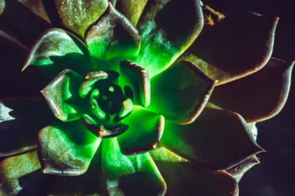 pexels.com foto af Chris F: fluorescerende planter