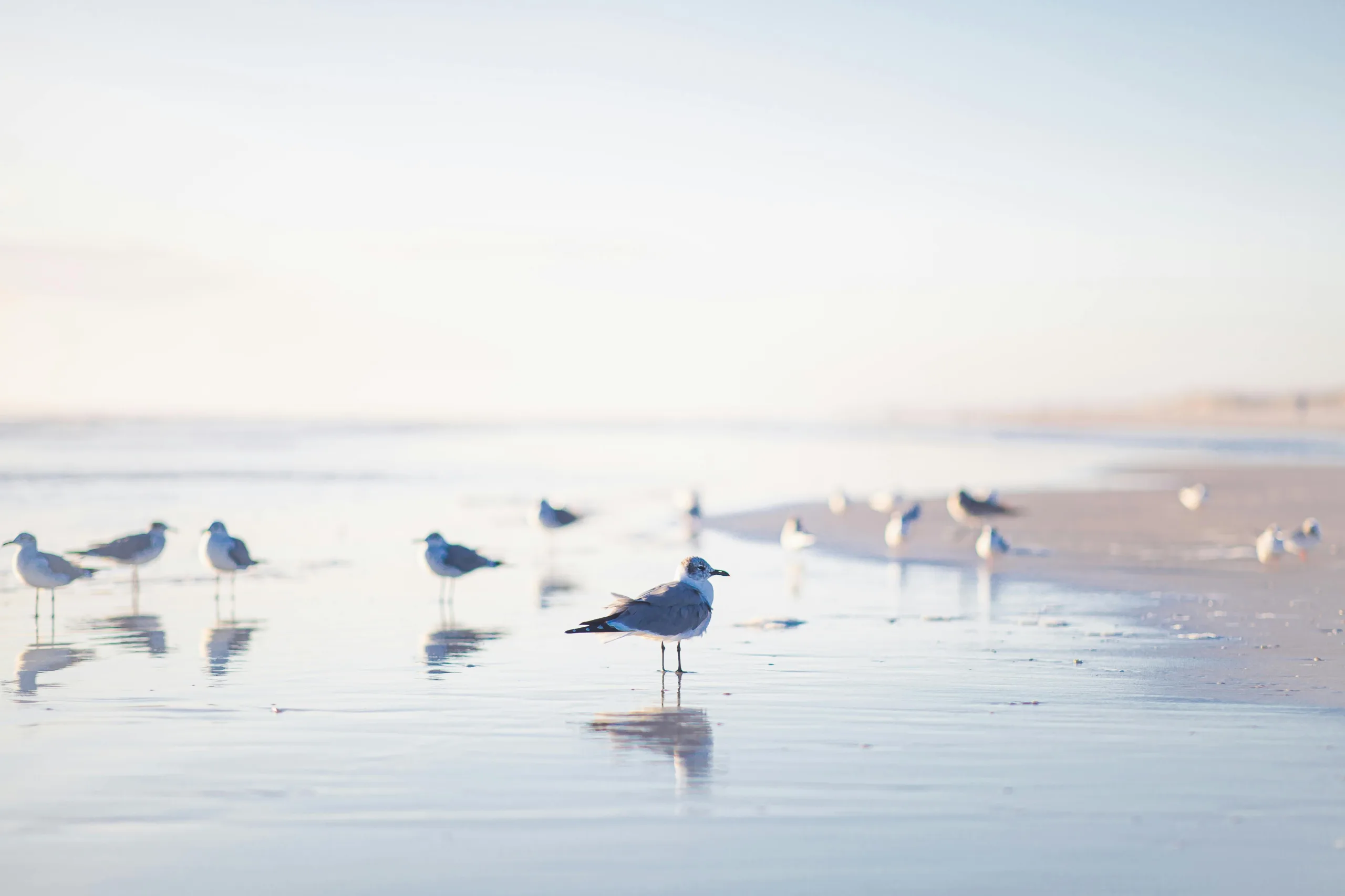 pexels.com foto af Christy Rice: Måger