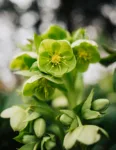pexels.com foto af Ellie Burgin: julerose