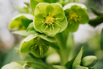 pexels.com foto af Ellie Burgin: julerose