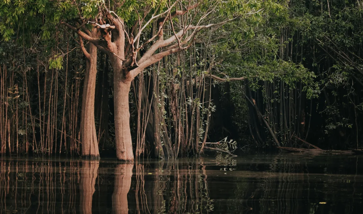 pexels.com foto af Jean Gc: Træ i Amazonas-regnskoven