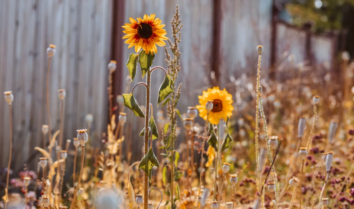 pexels.com foto af Jessica McKay: Tørrede haveplanter