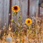 pexels.com foto af Jessica McKay: Tørrede haveplanter