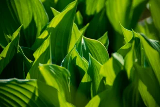 pexels.com foto af Marek Levak: Fotosyntese