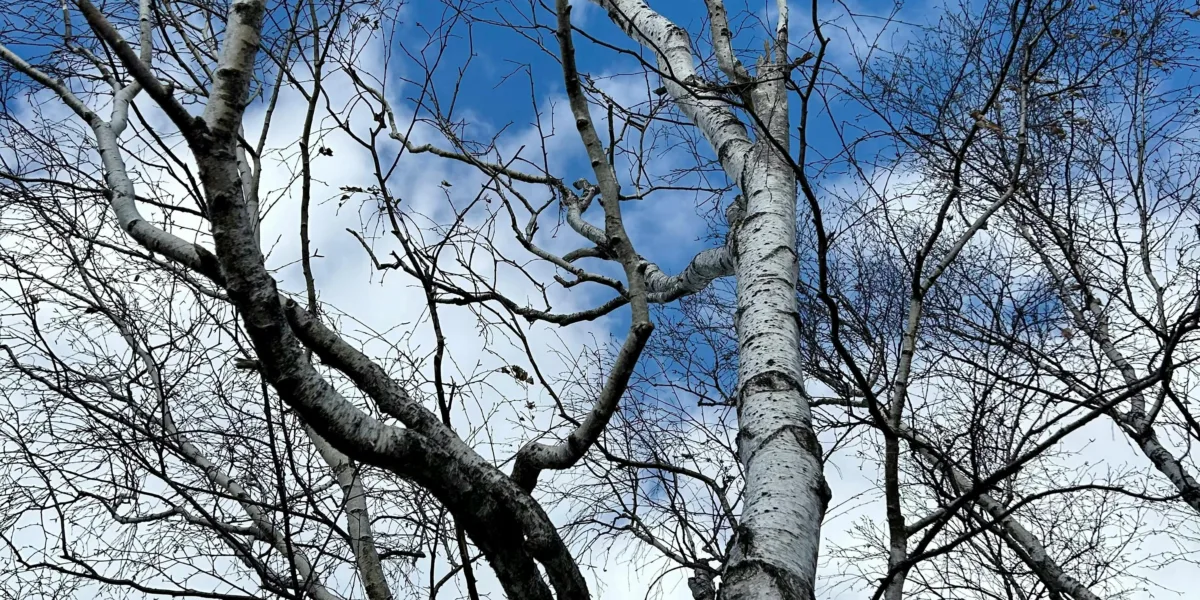 pexels.com foto af Maria M.: Sølvbirken