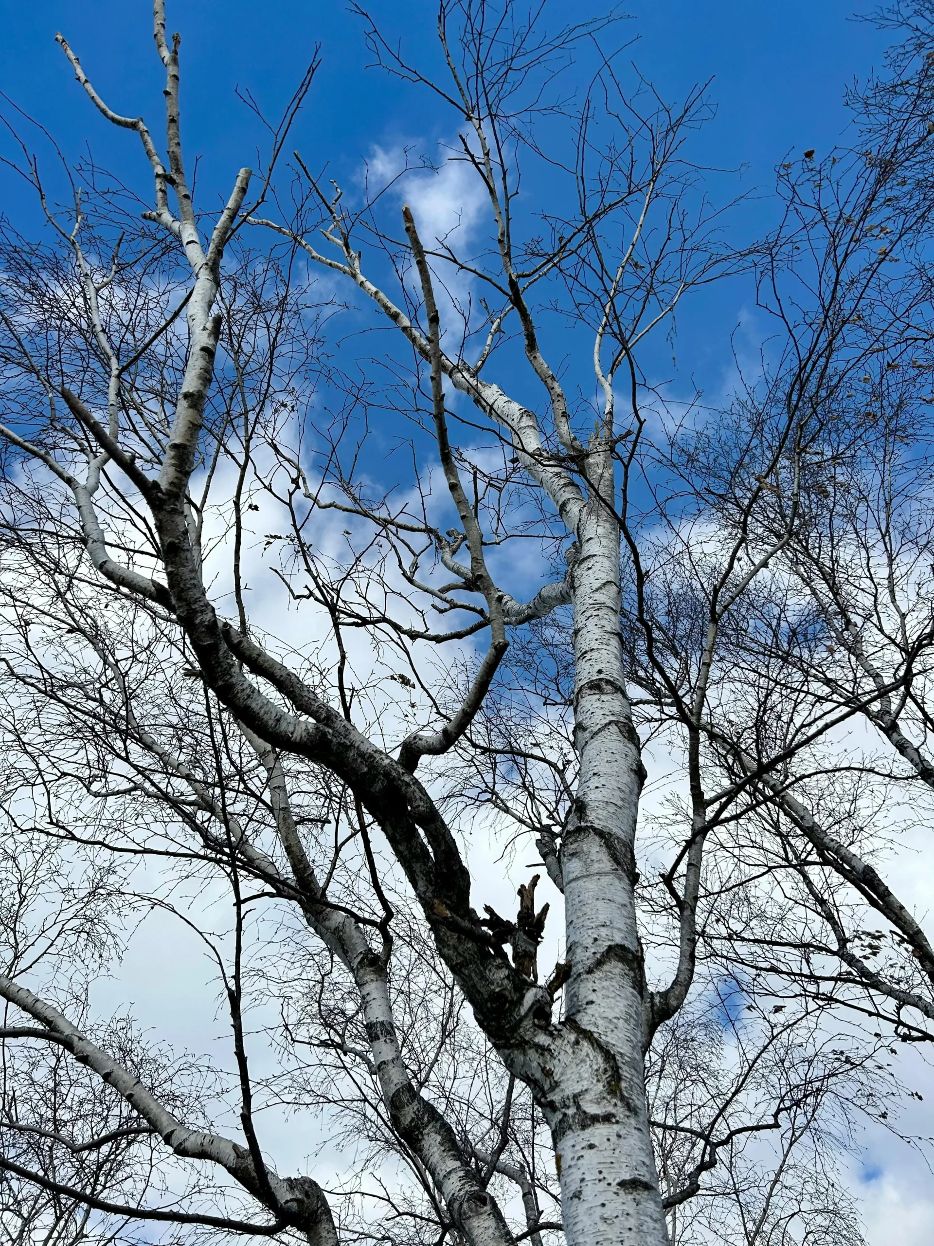 pexels.com foto af Maria M.: Sølvbirken