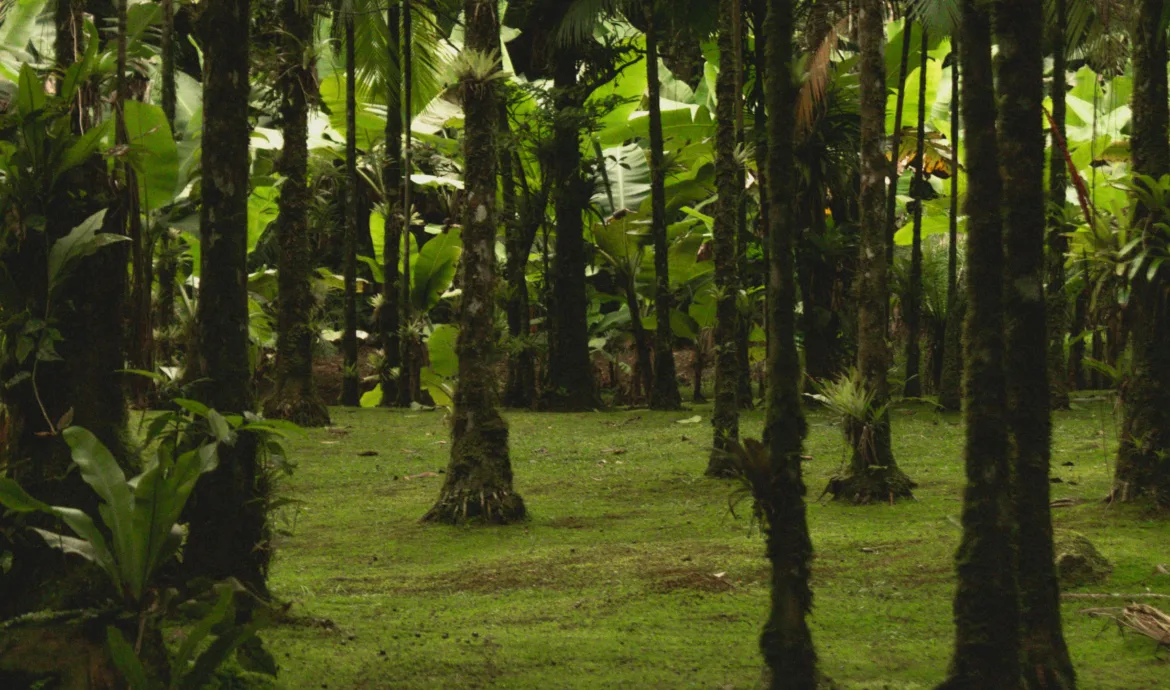 pexels.com foto af Igor Alves: tropiske skove