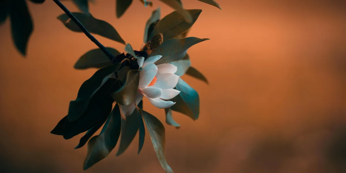 pexels.com af Pamela Marie: magnoliaer