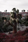 pexels.com foto af Lloyd Douglas: Galapagos planter