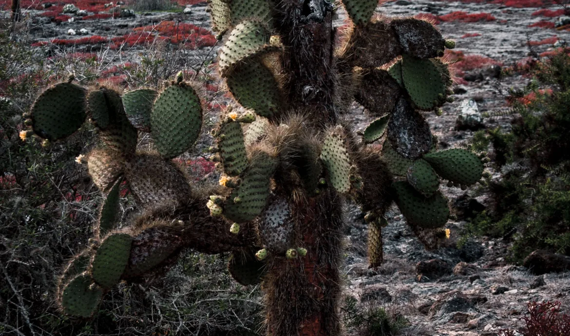 pexels.com foto af Lloyd Douglas: Galapagos planter