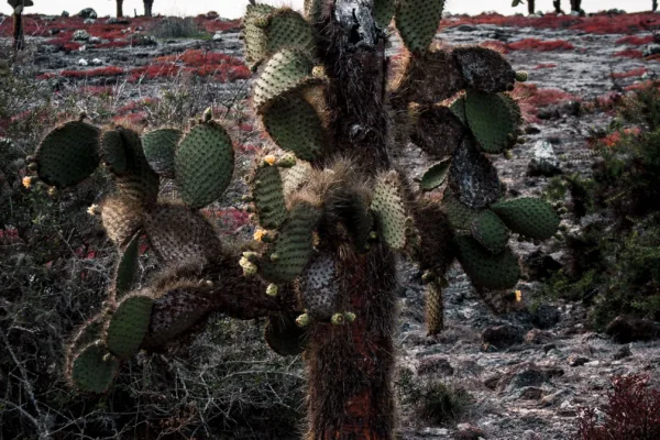 pexels.com foto af Lloyd Douglas: Galapagos planter