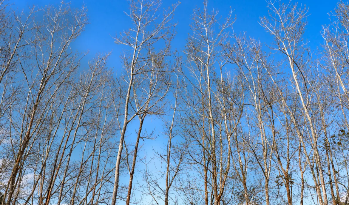 pexels.com foto af Quang Nguyen Vinh