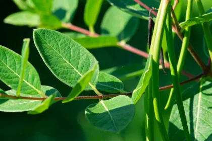 pexels.com foto af Raymond Eichelberger: dogbegræs