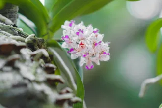 pexels.com foto af Tuấn Kiệt Jr.: vild orkide