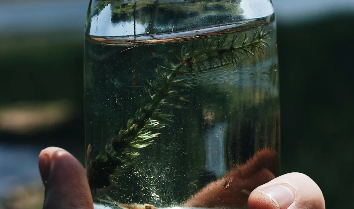 pexels.com foto af Maël BALLAND: smooth hornwort plant