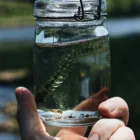 pexels.com foto af Maël BALLAND: smooth hornwort plant