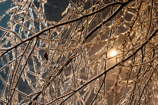 pexels.com foto af Yan Krukau: nattefrost